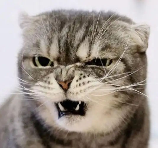 日本铲屎官家的喵星人火了,这眼神可以说很有杀气了!