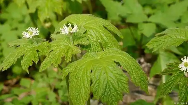 烂草医讲故事——升麻