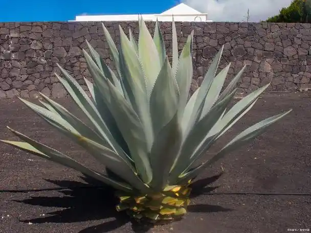 金边龙舌兰的药用价值是什么?