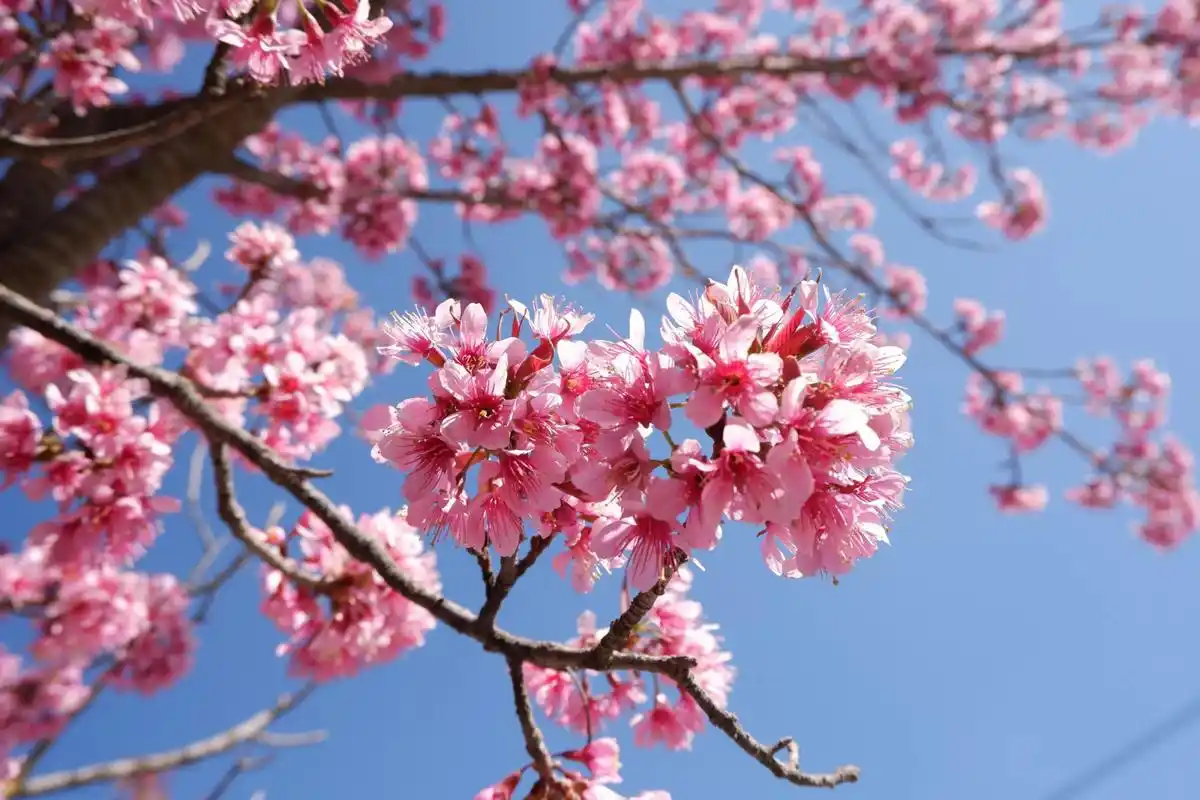 云南冬季两座樱花之城,风光胜过日本,冬樱,春樱花期长达半年