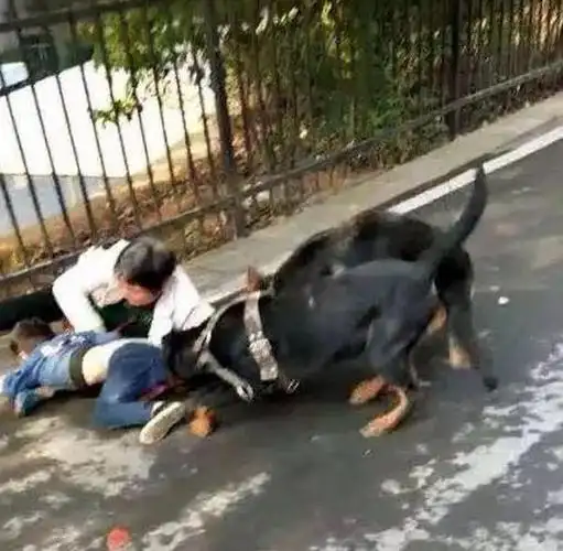 110指挥中心接到群众报警:在神龙广场市政府后面公厕旁有两只狗咬人