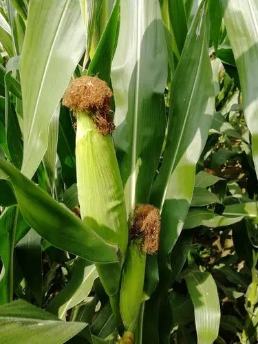 家乡的"老玉米" - 美篇