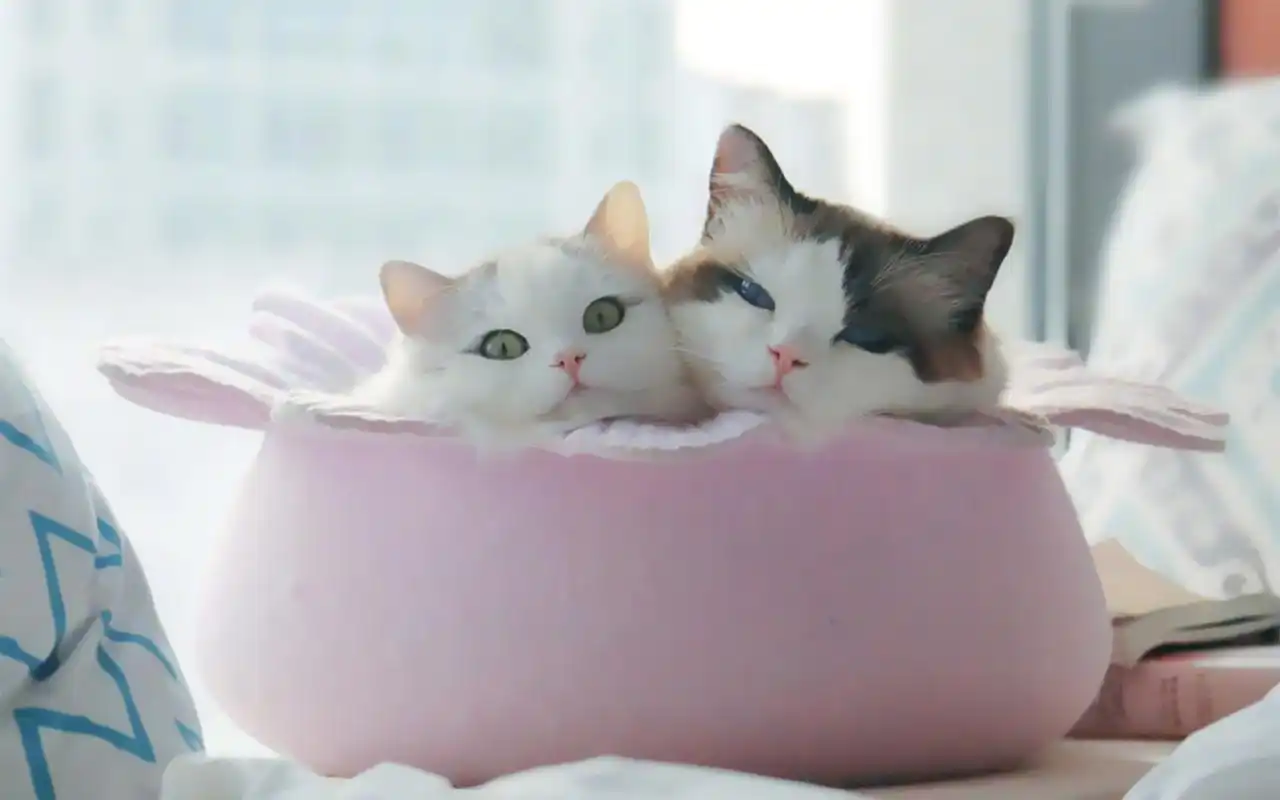 本文 清新萌猫简单宽屏壁纸_超可爱的萌猫咪由小琴编辑整理,是 动物