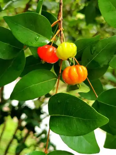 家门口的灯笼果