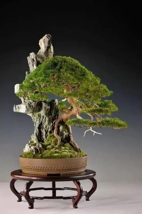 一盆一世界,精美盆景欣赏