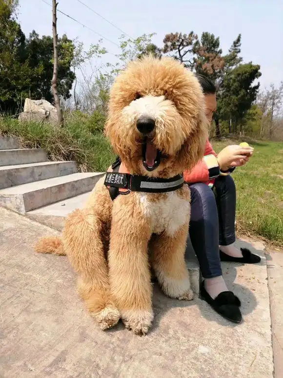 原创养只大泰迪的感受就两个字,带出去它就是"焦点"