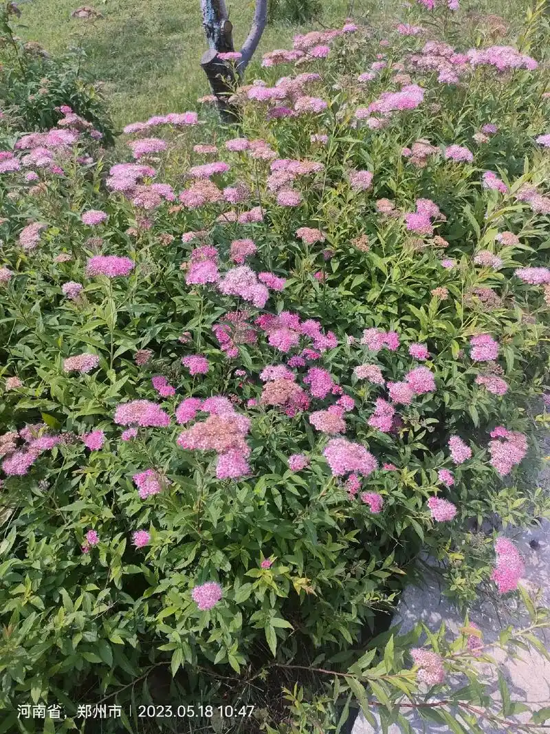 粉花绣线菊的花语是祈福,努 力,由于它代表的花语很 - 抖音