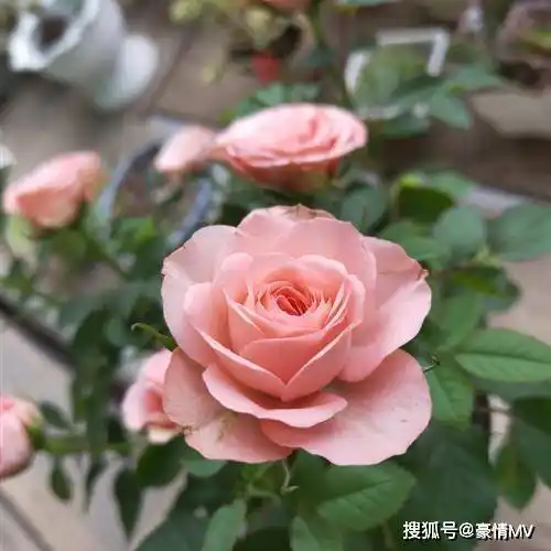 微信头像风景花草大自然花朵,沁人心脾让人难以忘怀