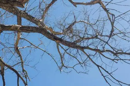 干大树枝树枝关于一干的干燥的树向蓝色天照片