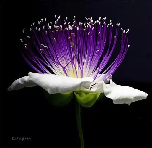 唯美紫色神秘高贵优雅