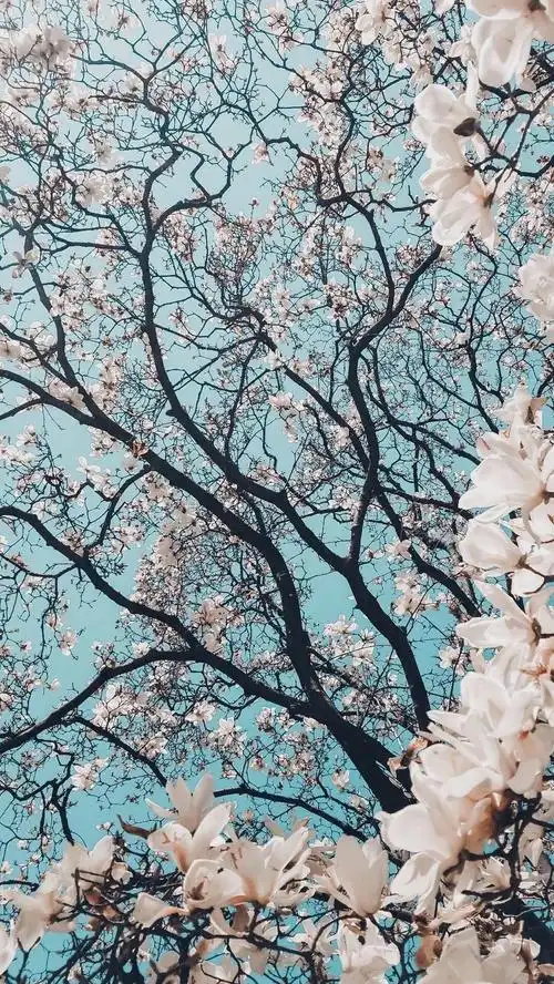 有没有好的微信朋友圈相册封面推荐一下? - 知乎