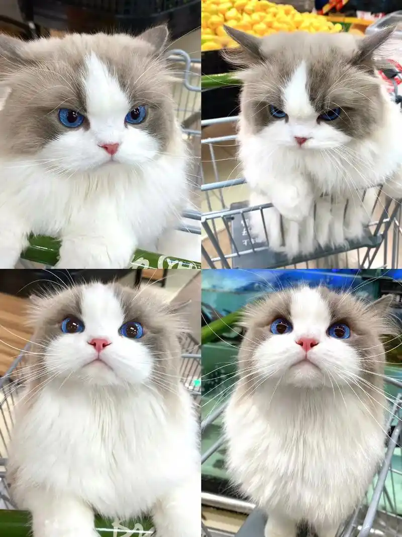 布偶猫找新家1ooo一只 布偶猫生太多了,标价就卖,现在已经2个月了