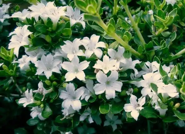 六月雪(茜草科六月雪属植物)_石塘网