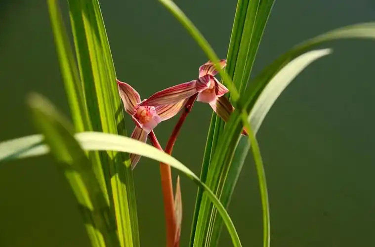 四川的兰友看过来广元将举办兰花展就在3月28日嘉陵广场