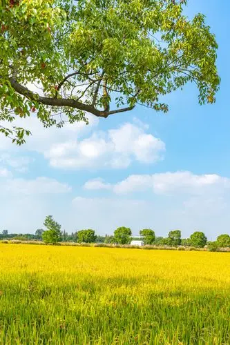 秋天的稻田稻浪似波涛秋日胜春朝江南农业园