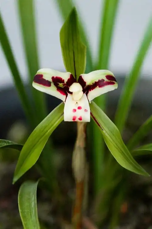 全世界最顶级的兰花汇总