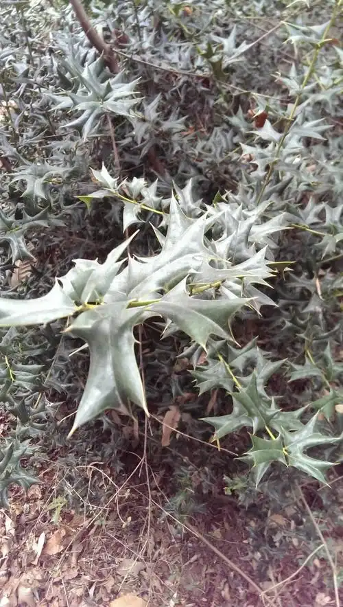 评论 黎鹏 v1|植物,昆虫鉴别向ta咨询  擅长: 生物  其他回答 刺黄连