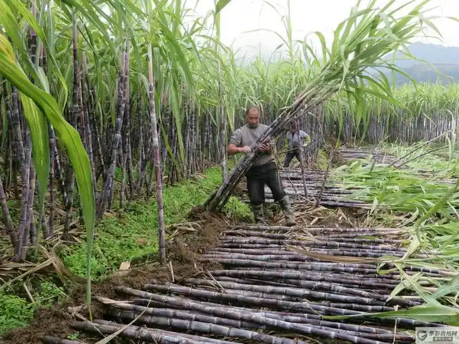黄平农民种植甘蔗增收致富