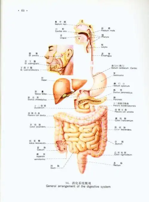 求女性人体内脏图!
