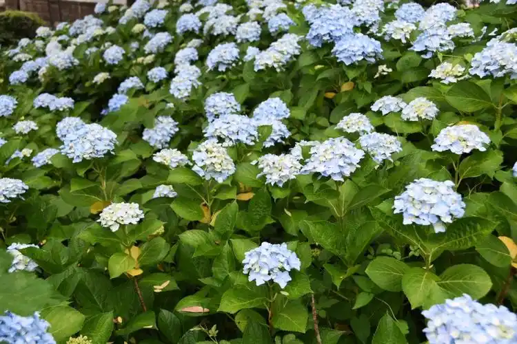 【草绣球】/19图