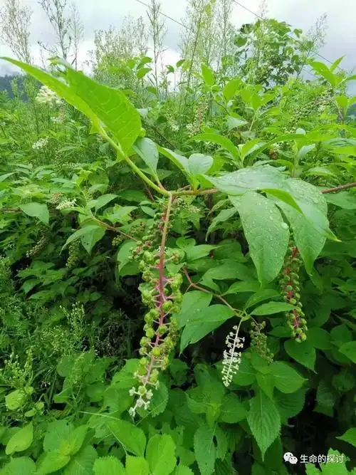 商陆是商陆科,商陆属多年生粗壮草本植物.