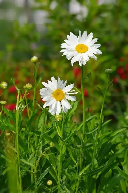 一抹宾得绿,夏日小舒心