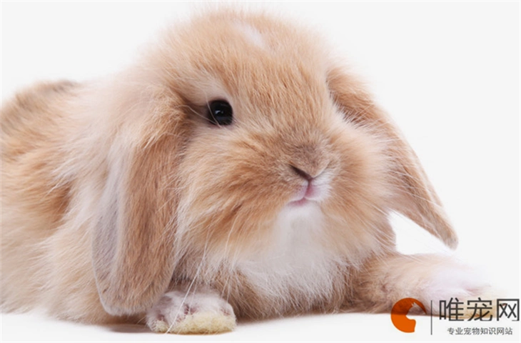 黄白色的兔子是什么品种