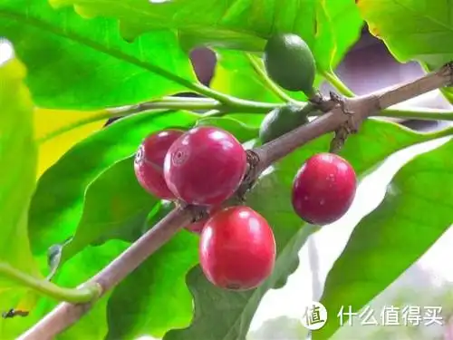 咖啡知识入门 篇四:咖啡的选购及保存