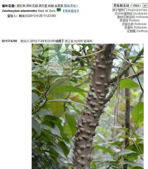 在山上看到的有种灌木会长着刺是什么植物有图片求各位解答