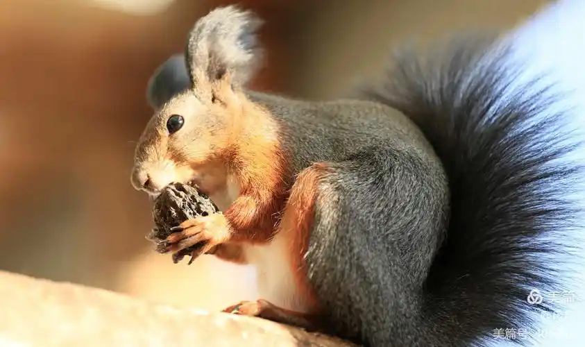 超萌小松鼠