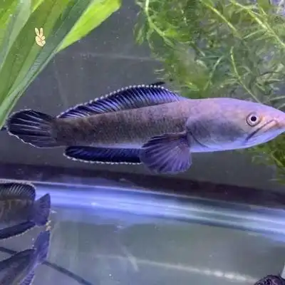 彩虹观赏鱼南鳢雷龙鱼龙鱼耐养冷水鱼淡水鱼活体凶猛鱼