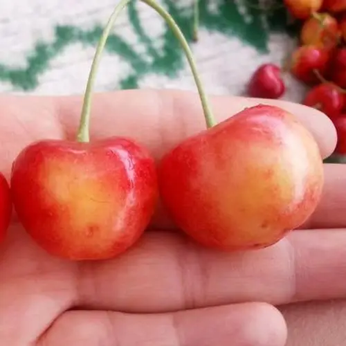 山东露天天大樱桃雷尼黄金车厘子南阳佳红辉煌车厘子