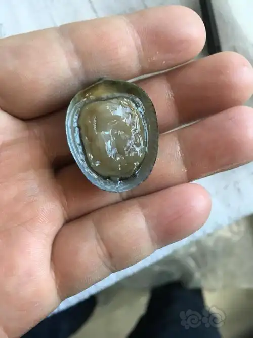 大个鲍鱼螺过瘾