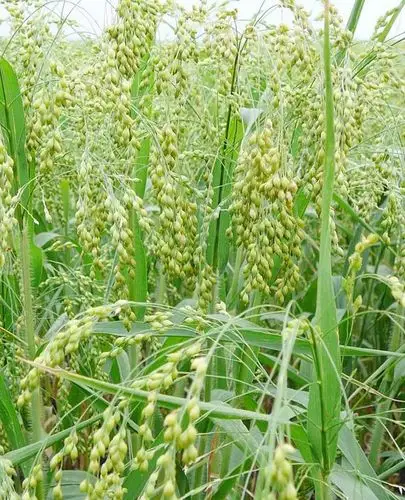 黍图片_帮农网