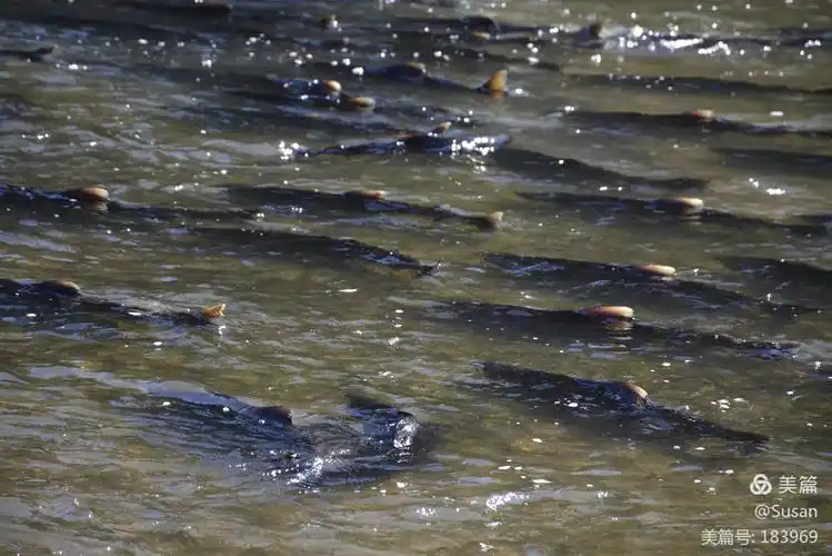 灿烂的生命之花(看三文鱼洄游)