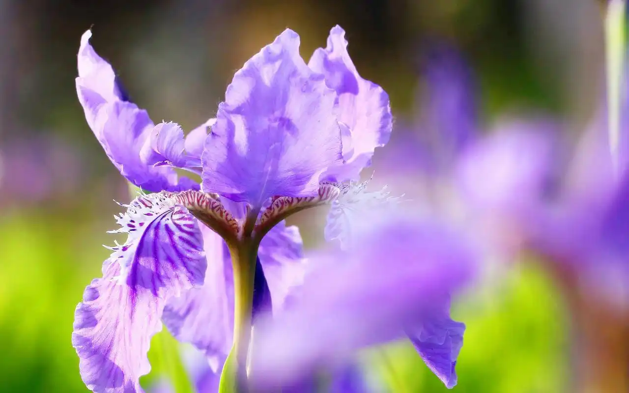 唯美紫色鸢尾花桌面壁纸