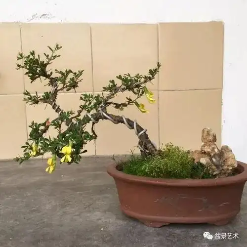 【锦鸡儿盆景的养护管理】