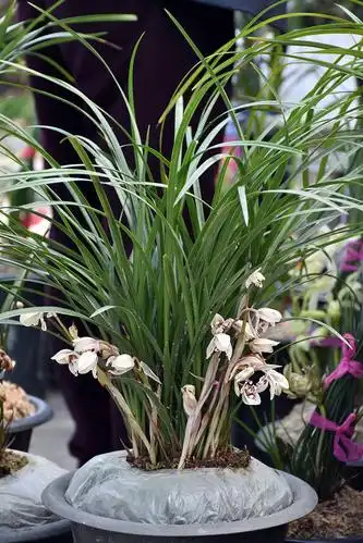 去大理国际兰花展上长见识 今年最贵是永怀素