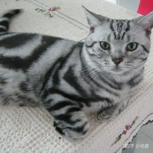 虎斑指的是美国短毛猫的一种常见花色(标斑).