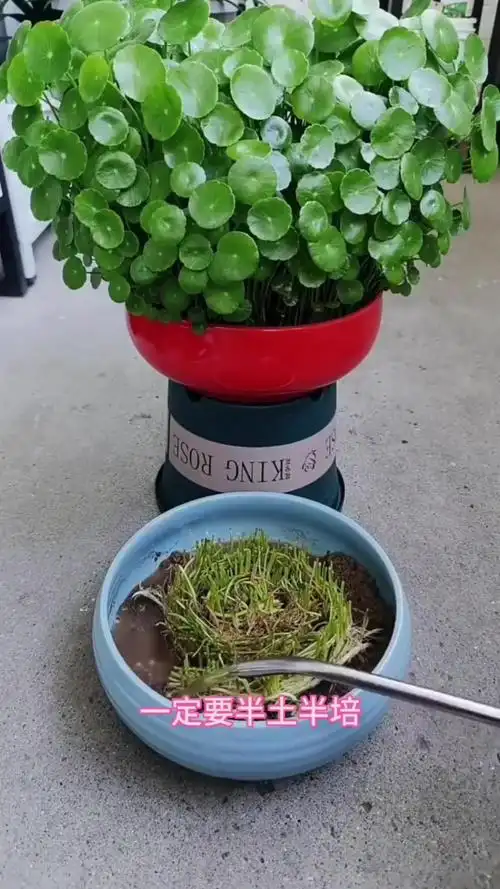 铜钱草想要长爆盆,栽种方法一定要对
