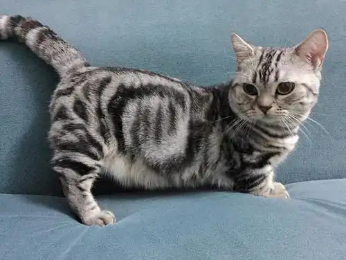 纯种美短矮脚种公借配 纯种美短虎斑借配