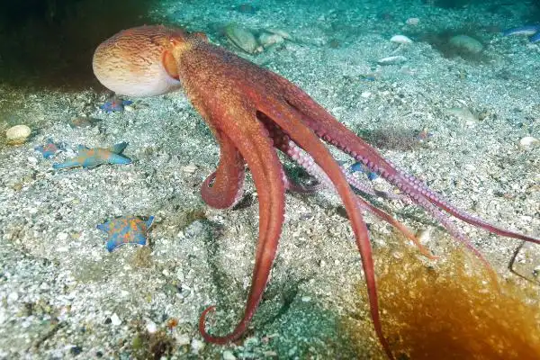 形态特征:章鱼科的种类共有26属252余种海洋软体动物,它们的大小相差