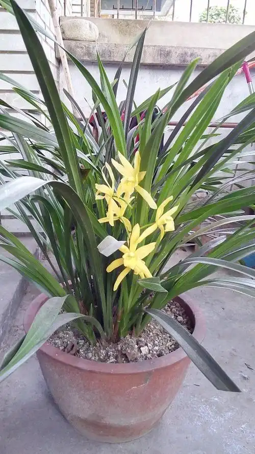 这是什么兰花?花期7至11月吧.纯黄色的花,花瓣上无斑点.