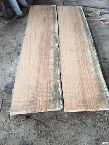 精品金丝木大量现货长期供应