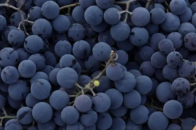 143号红酒葡萄酒庆祝海报背景店铺美工高清摄影图片ps设计素材淘宝网