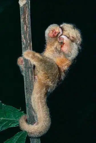 娇小玲珑的侏食蚁兽