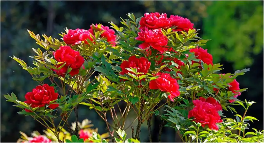 花开富贵---2017上海植物园牡丹