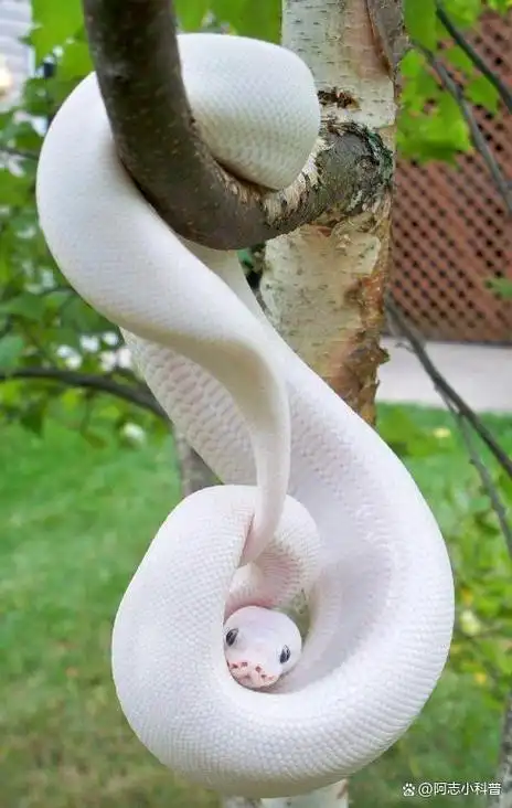 19个罕见的白化动物,白化的狮子,白化的鳄鱼,你见过吗?