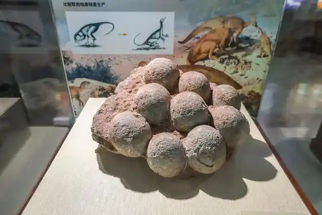 世界上收藏恐龙蛋数量最多的博物馆,竟在广东,入选吉尼斯纪录