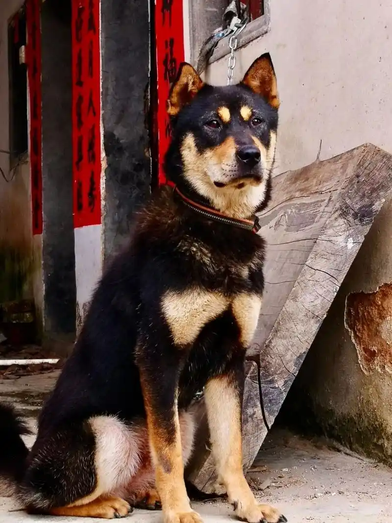 四眼铁包金 四眼铁包金田园犬,又称四眉犬,黄四眉,据老人说它是传说中